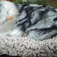 1 Pcs Cute Sleeping Cat Dashboard Mat - Flyingcart.pk 