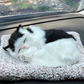 1 Pcs Cute Sleeping Cat Dashboard Mat - Flyingcart.pk 