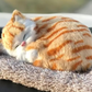 1 Pcs Cute Sleeping Cat Dashboard Mat - Flyingcart.pk 