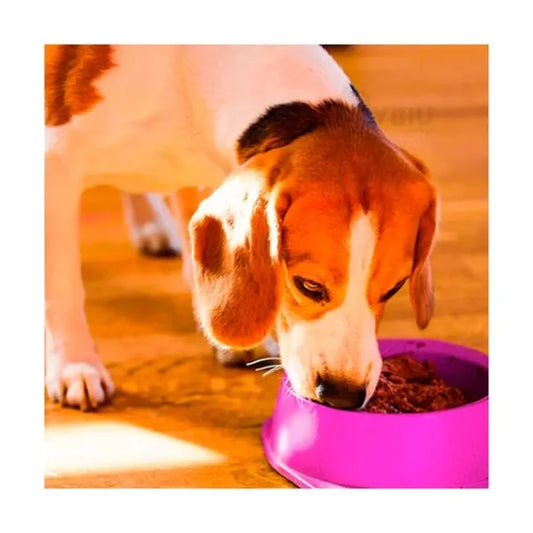 round-shaped-food-bowl-pet-plastic-food-bowl-random-color-8-inch-3-flyingcart.pk